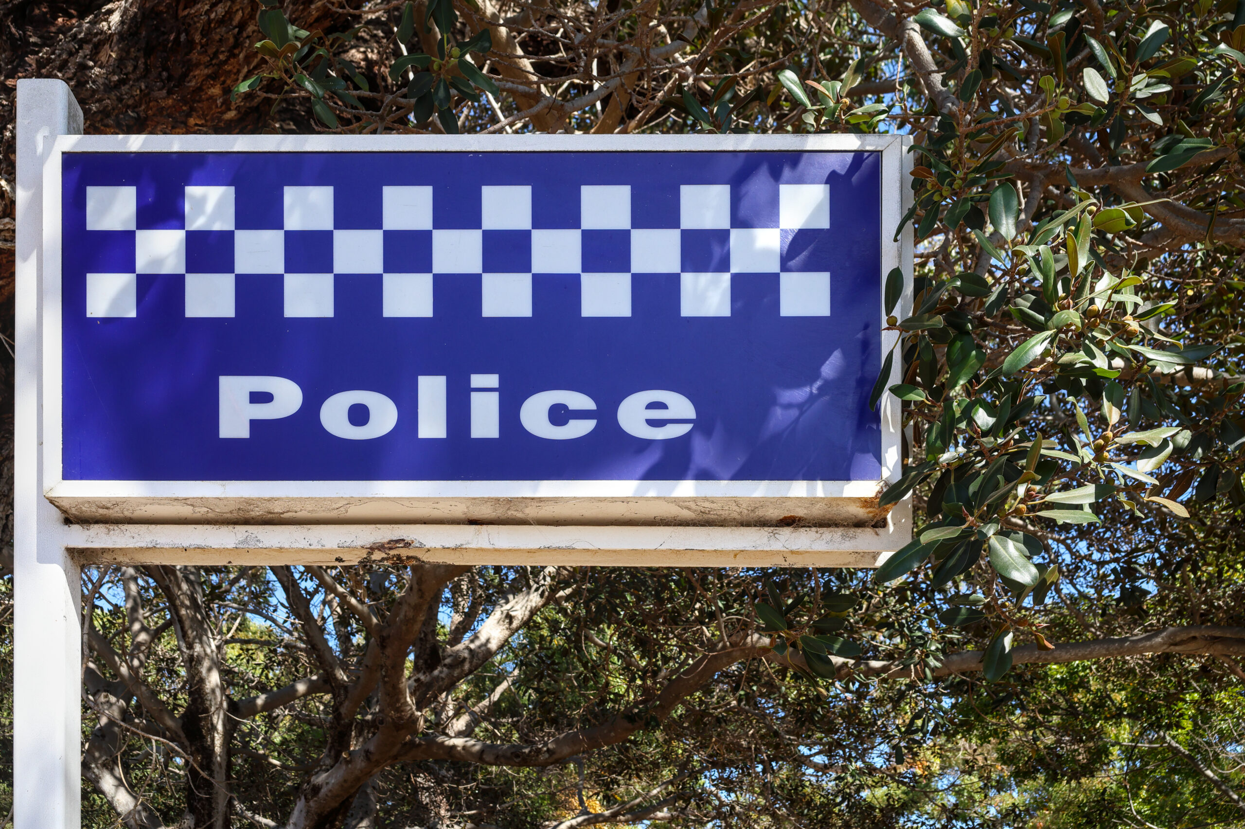 Blue and white checkered pattern Western Australia police force sign, board. Rottnest Island, tourism, travel destination hot spot. Branches of Moreton Bay fig tree (Ficus macrophylla)